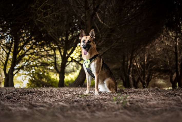 Herdershond in de bossen 